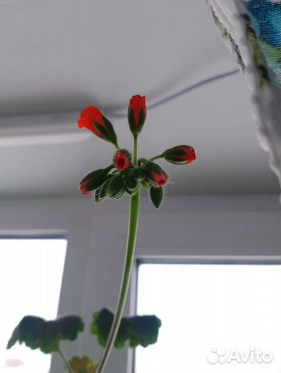 Пеларгония герань