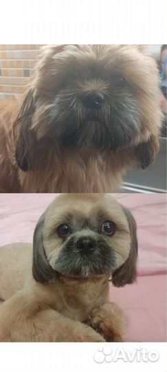 Стрижка собак. Груминг