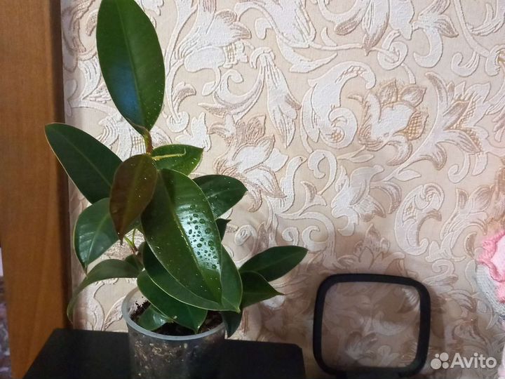 Комнатные растения