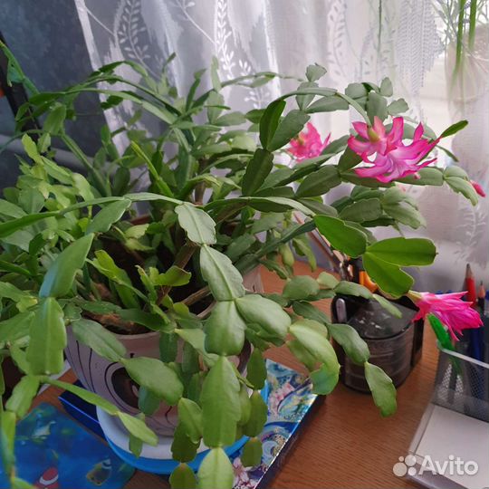 Комнатные цветы Декабрист Вынесу на остановку