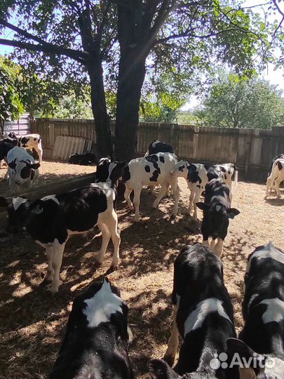 Бычки на откорм