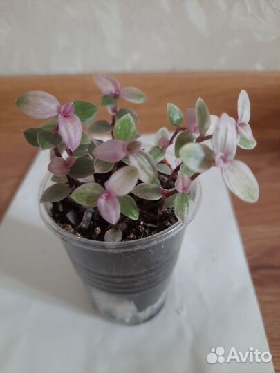 Колизии 3 сорта