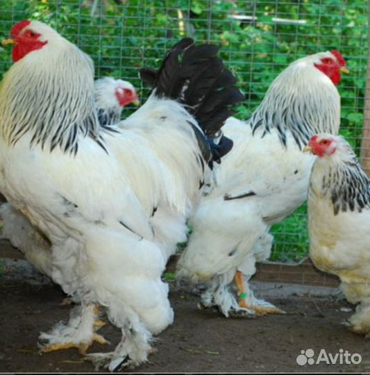 Орпингтон семья