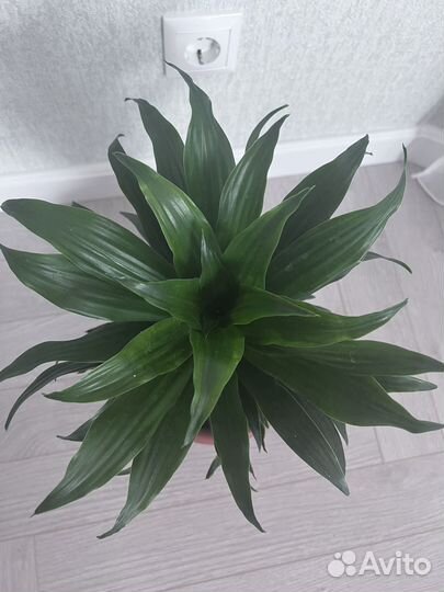 Драцена компакта