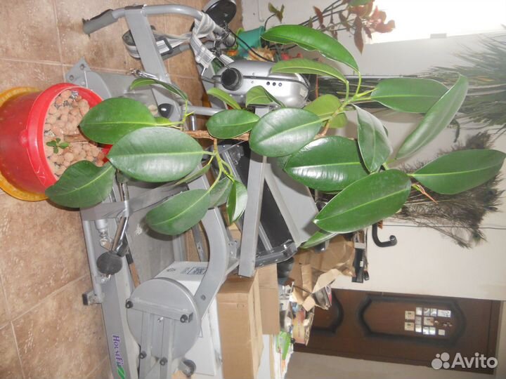 Фикус каучуконосный