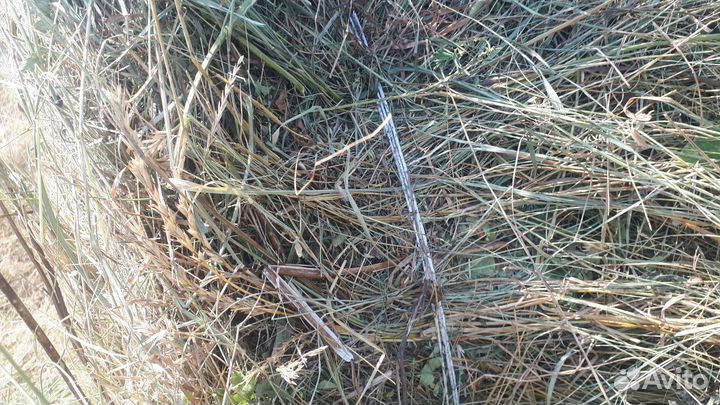 Продам сено в рулонах