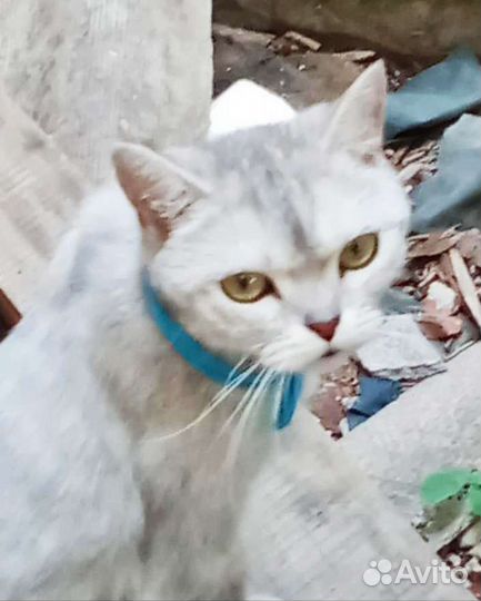 Молодая кошечка в добрые руки