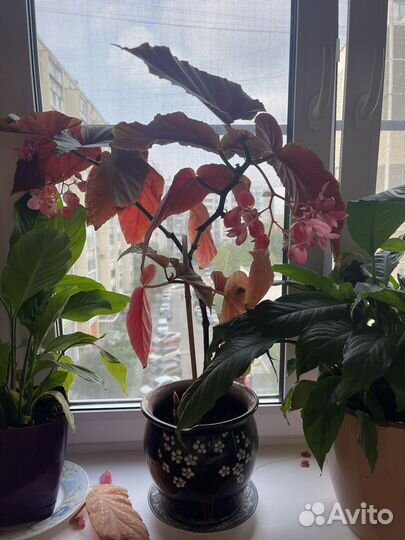 Комнатные растения