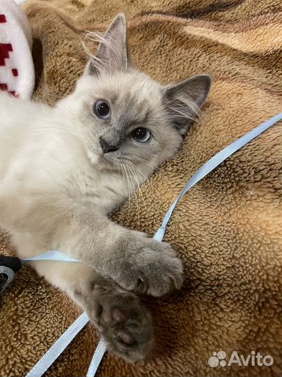 Кошечка в добрые руки