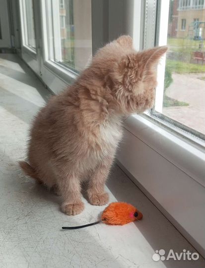 Рыжики в дар 1 мес