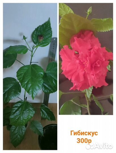 Комнатные цветы.Аглаонема аспарагус