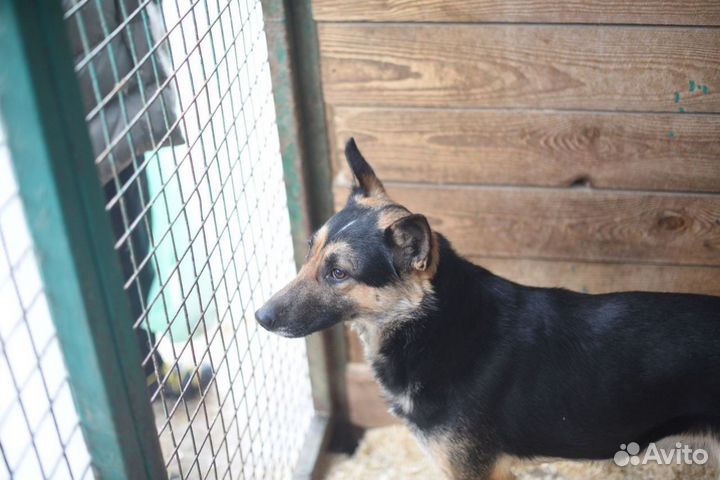 Лукум ищет дом