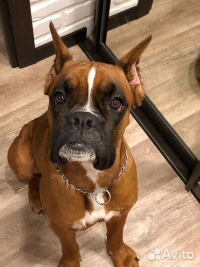 Боксер на Вязку