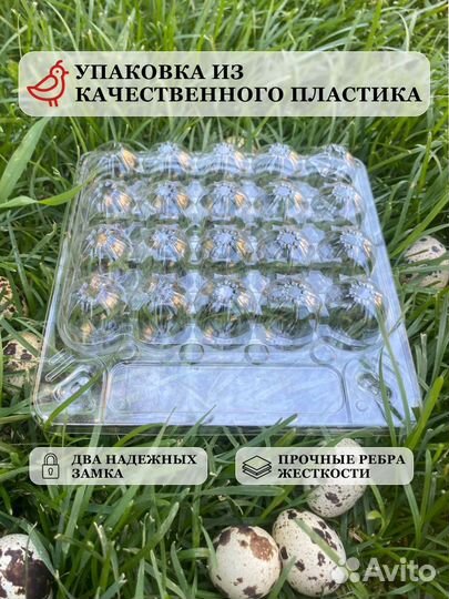 Упаковка для перепелиных яиц