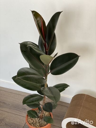 Фикус каучуконосный 62см