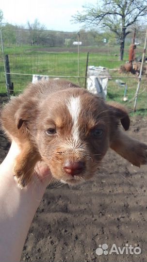 Щенок в добрые руки бесплатно маленькая порода