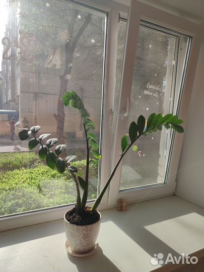 Замиокулькас