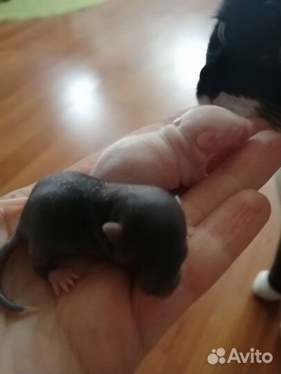 Отдам в добрые руки