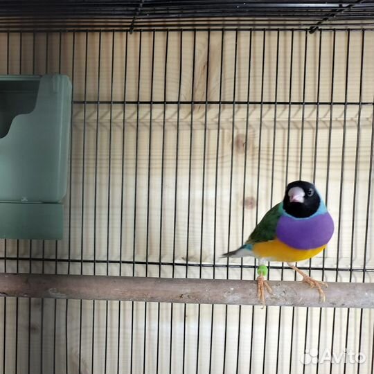 Амадины гульда