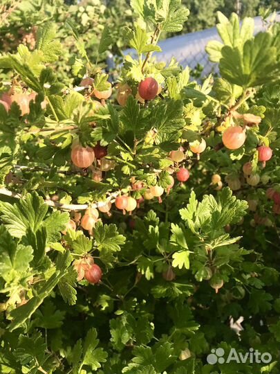 Саженцы крыжовник сортовой, черный и красный