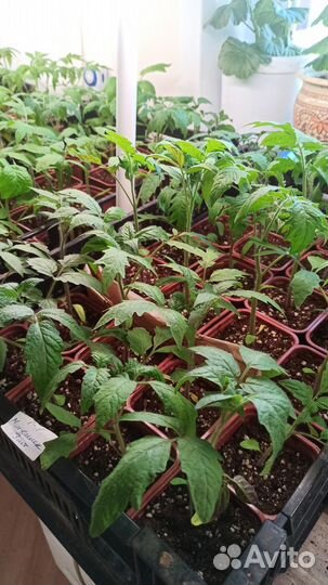 Рассада томатов