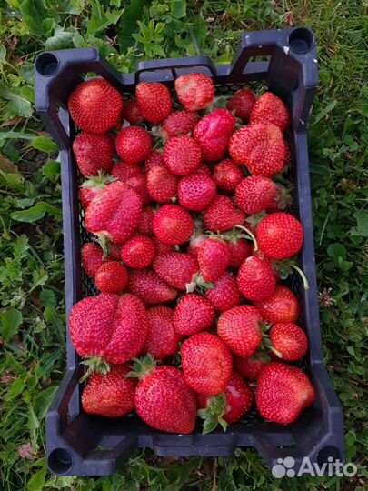 Саженцы клубника (земляники садовой) Альба, Элиани