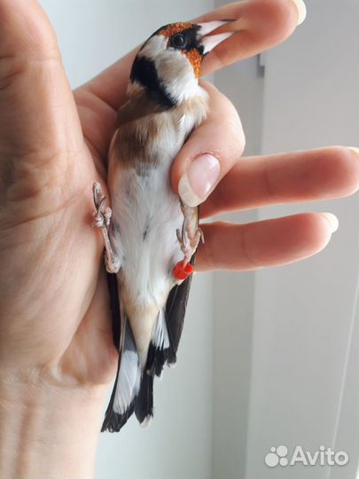 Щеглы, репела,чижи, канарейки,трещетки, гибриды