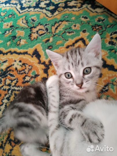 Кошечка в добрые руки