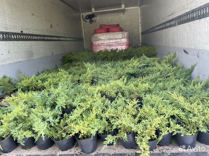 Можжевельник горизонтальный