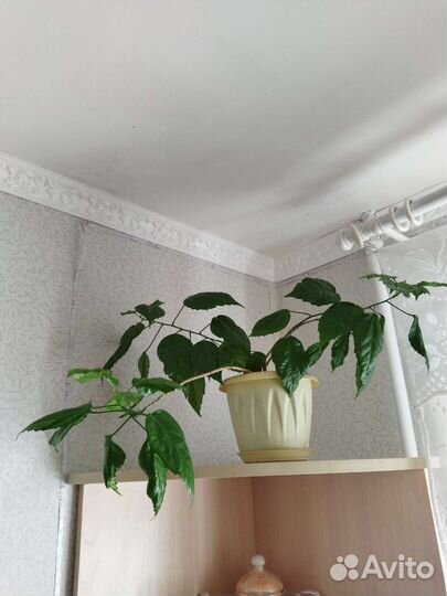 Индийский лук