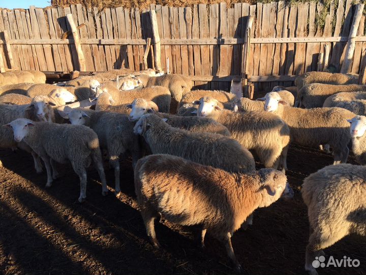 Бараны Дорперы 50