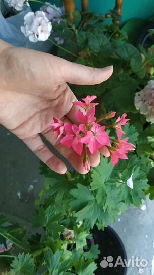 Крупная герань, пеларгония