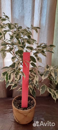 Фикус Бенджамина