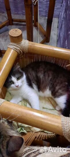 Стерилизованная кошечка 8 месяцев