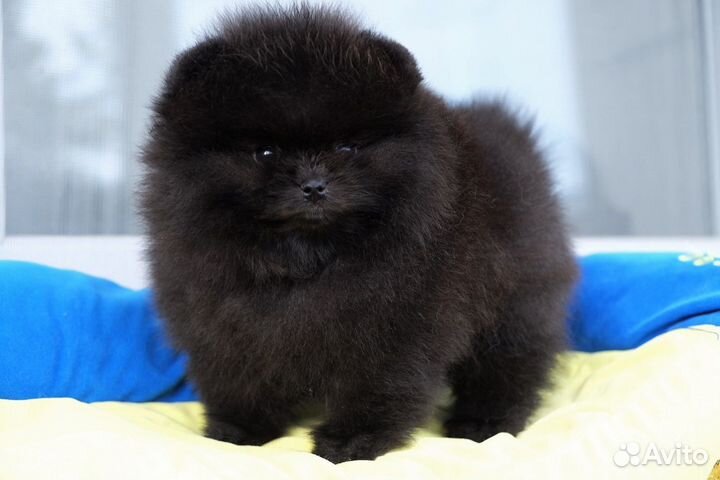 Девочка черная