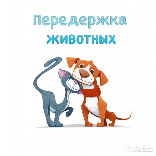 Передержка животных