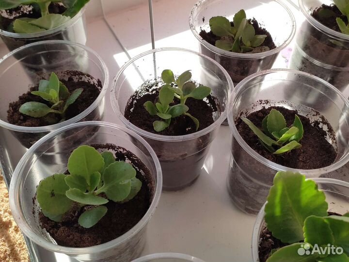 Каланхоэ персиковые цветочки