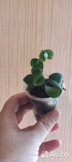 Фикус циатиспула, формозана, бенджамина Барок и др