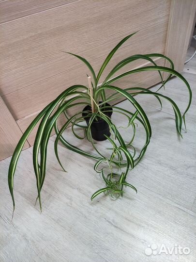 Хлорофитумы