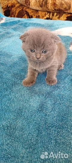 Котёнок шотланский вислоухий