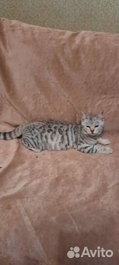 Кошечка Алиса ищет семью