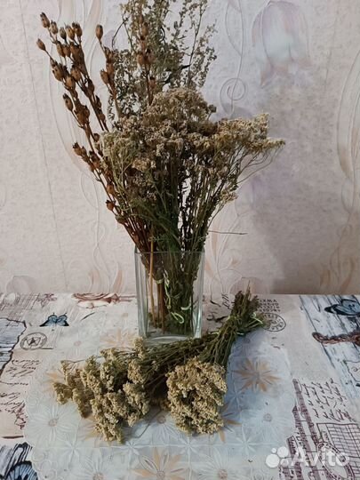 Сухоцветы для творчества