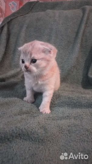 Шотландская