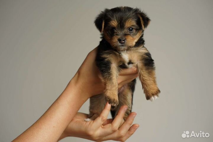 Йоркширский терьер щенки