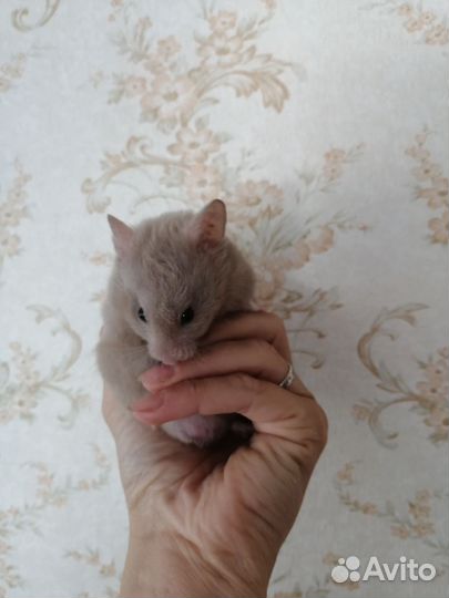 Хомяк сирийский мальчик