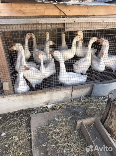 Гуси оптом