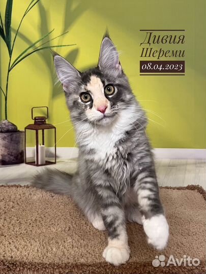 Котята мейн кун питомник Шереми