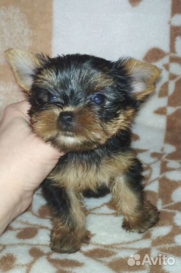 Йорки мини щеночки
