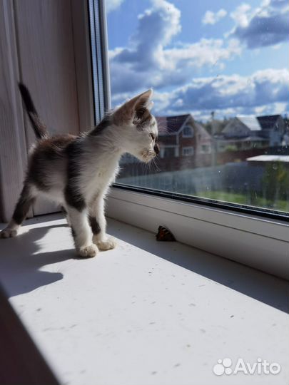 Очаровательные котята в добрые руки бесплатно