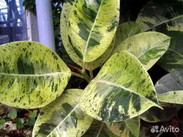 Фикус Шривериана